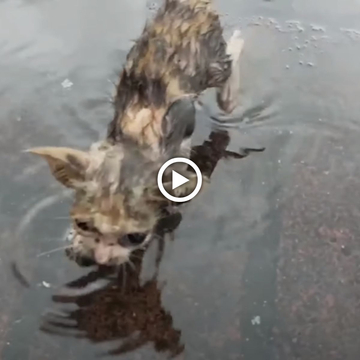 Discovered this kitten, soaked, shivering, and emaciated, in a puddle