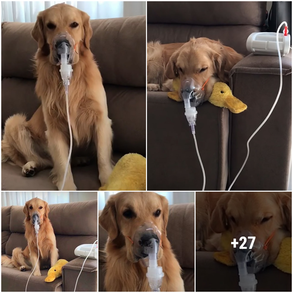 A Really Sick Golden Retriever Serenely Embracing an Oxygen Mask Defies ...
