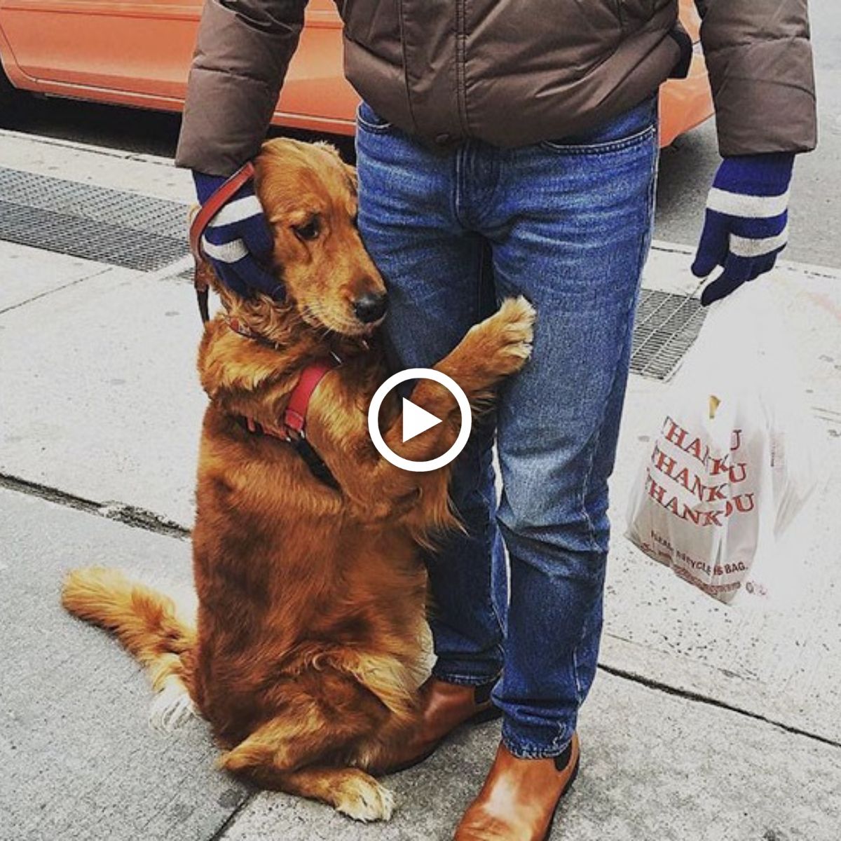 The stray dog wandering the streets each day finds joy by hugging ...